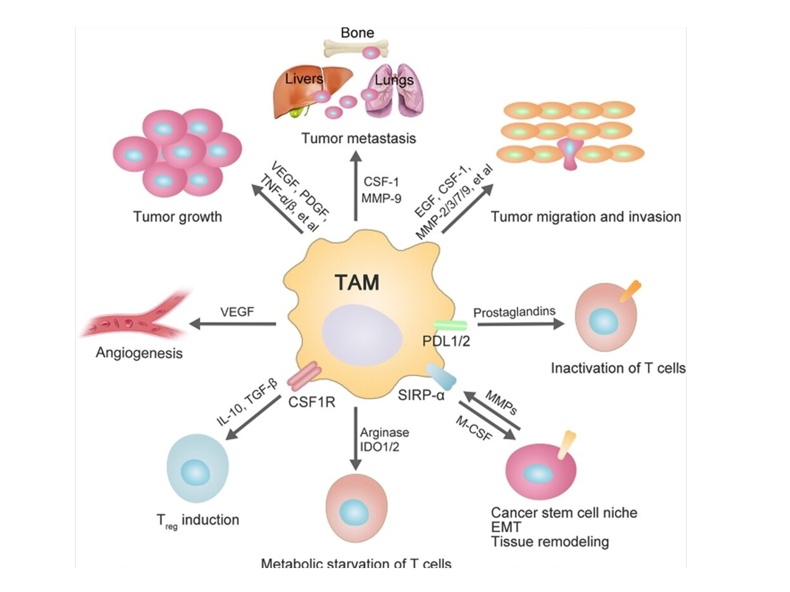 The central role of TAMs in cancer immunotherapy