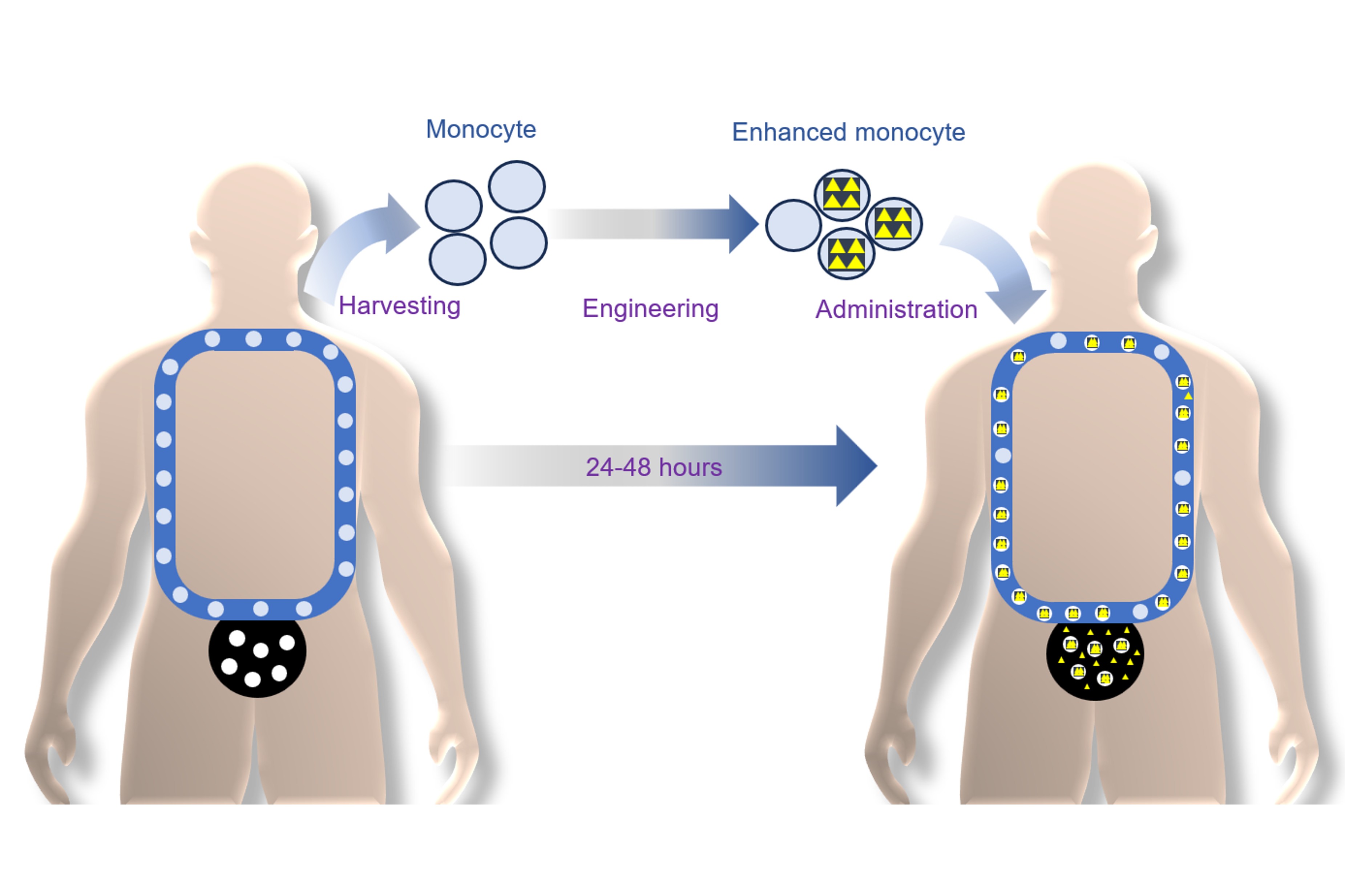 Simple, efficient reprogramming of immune cells