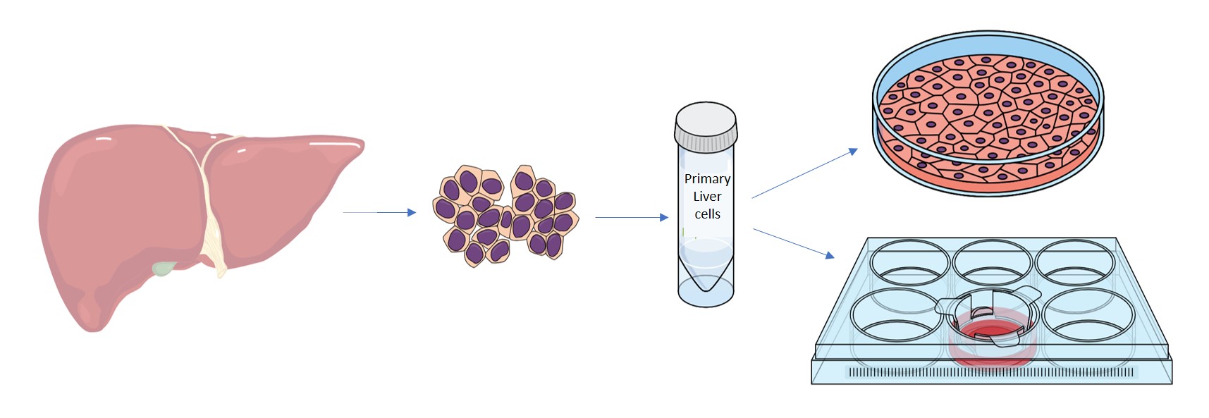 hepatocytes culture