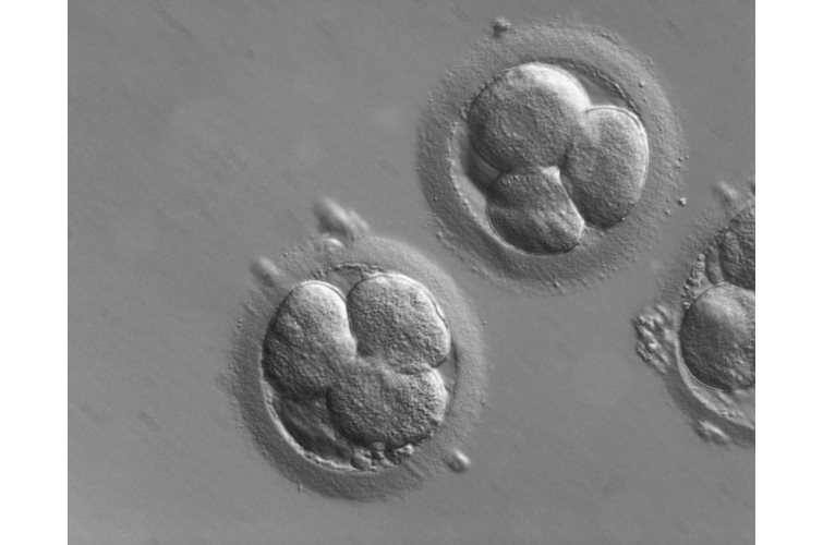 CRISPR: How many micromorts?