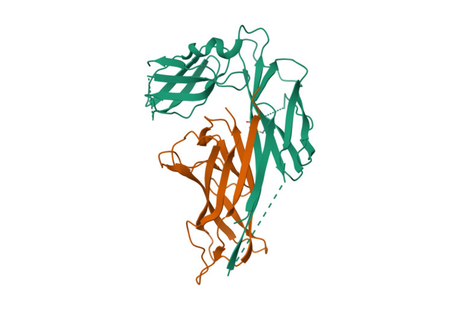 The talented Caf1 protein