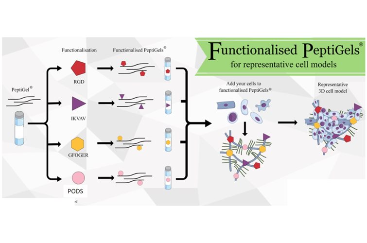 Functionalized hydrogels: better in vivo mimicry