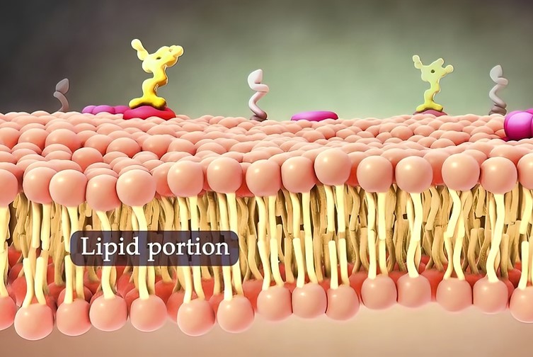 Lipid Quantification Methods