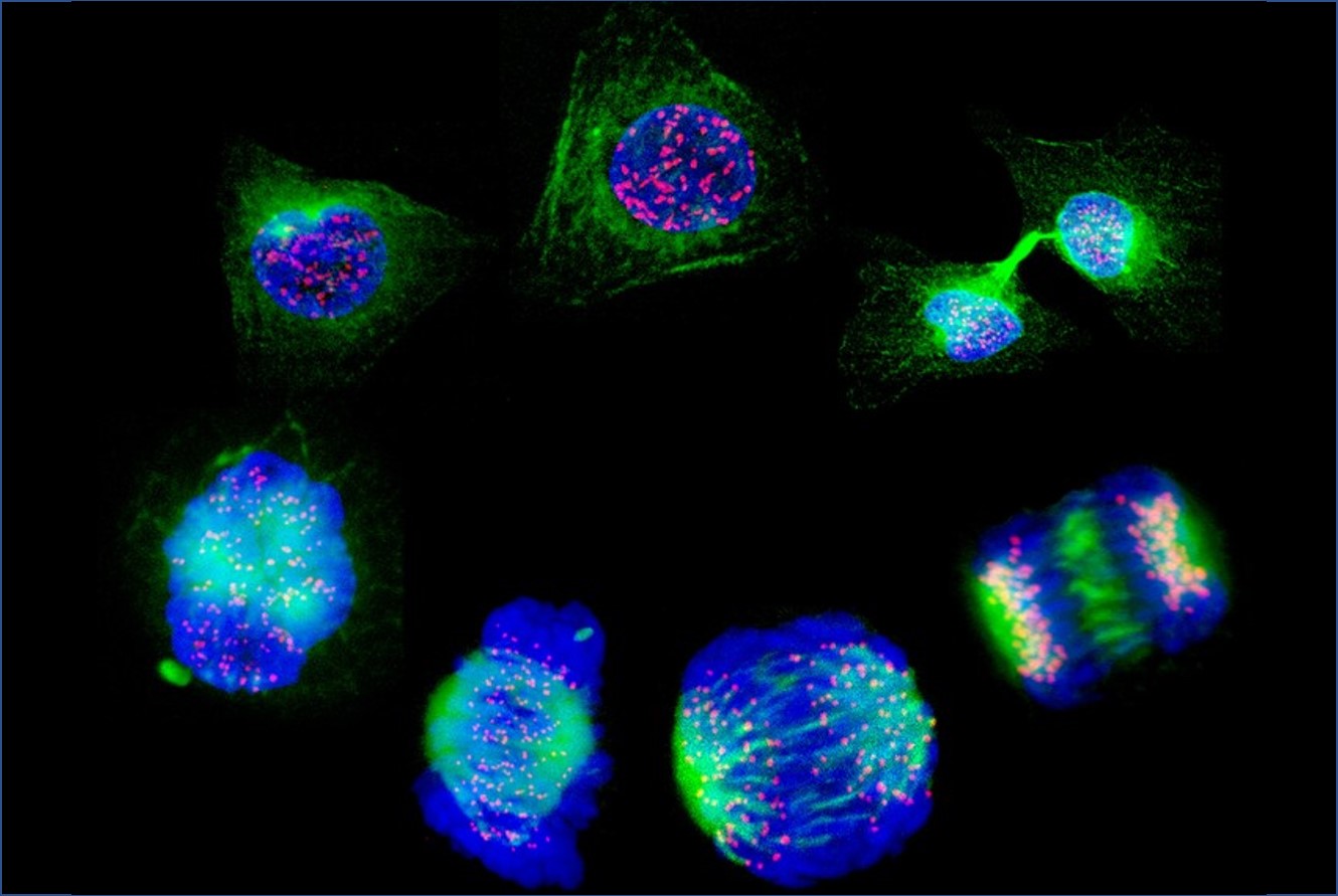 Understanding and reducing variability in cell-based assays.