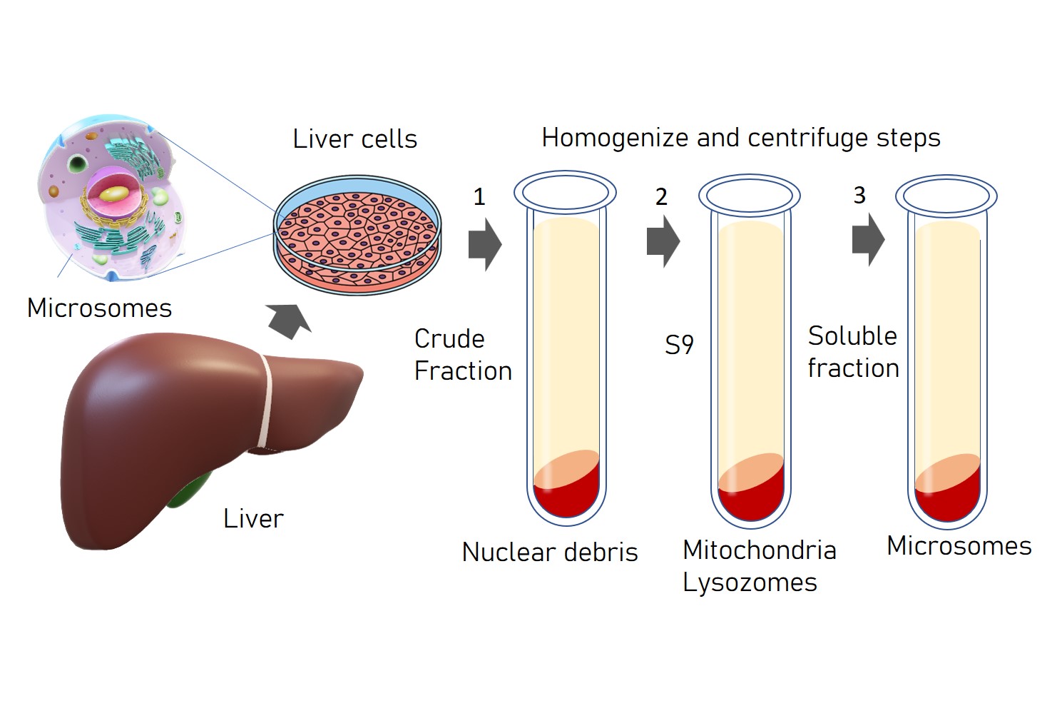 New primary liver cell microsome products