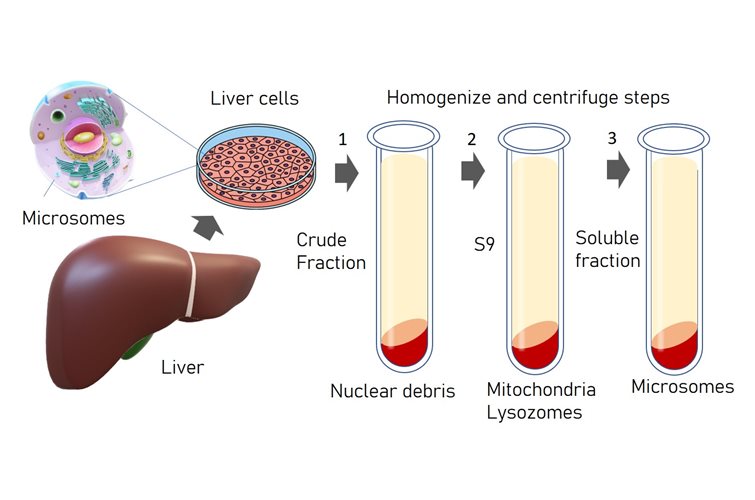 New primary liver cell microsome products