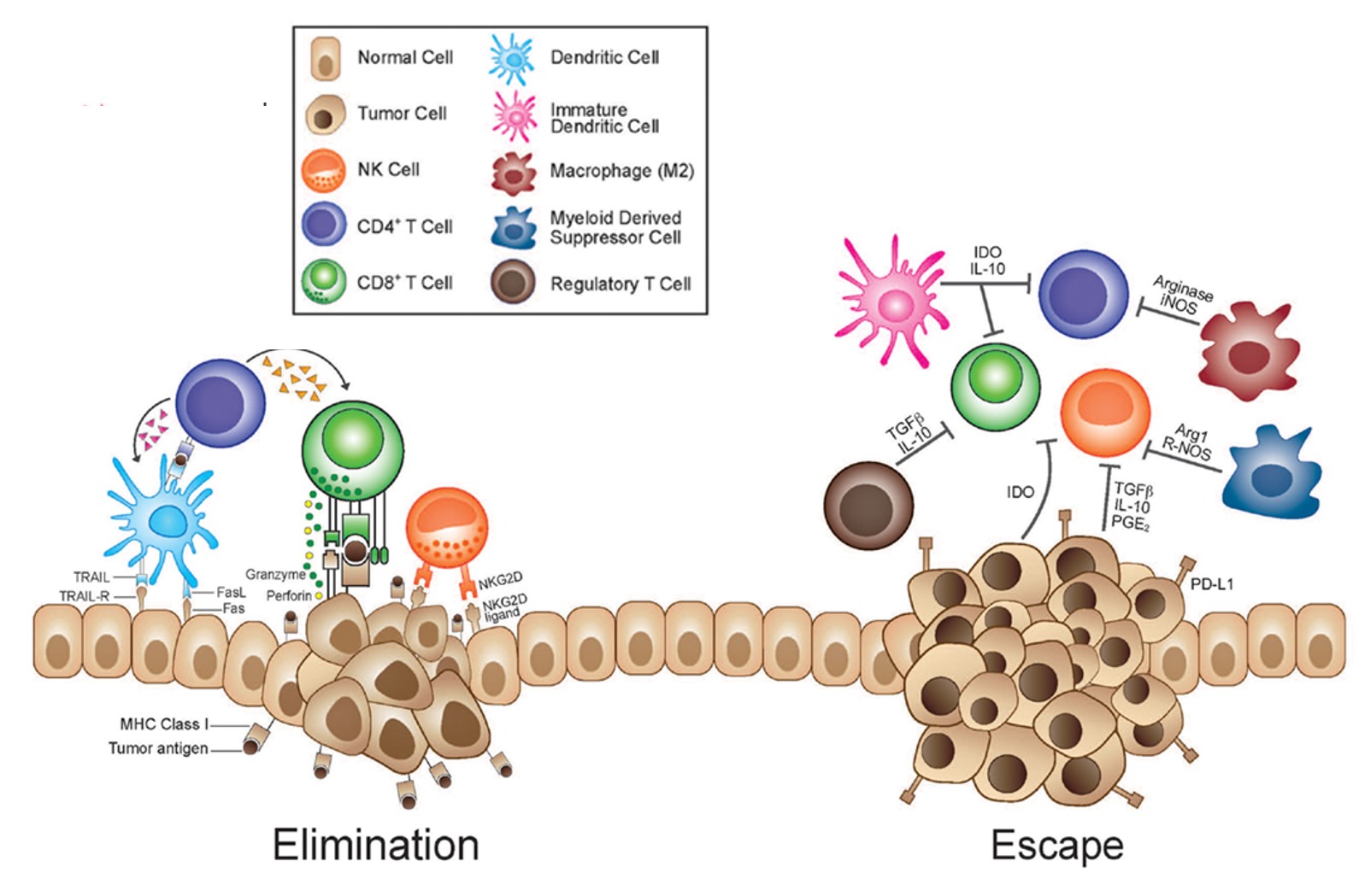 Building a brake pedal: MDSCs as targets for immunotherapy