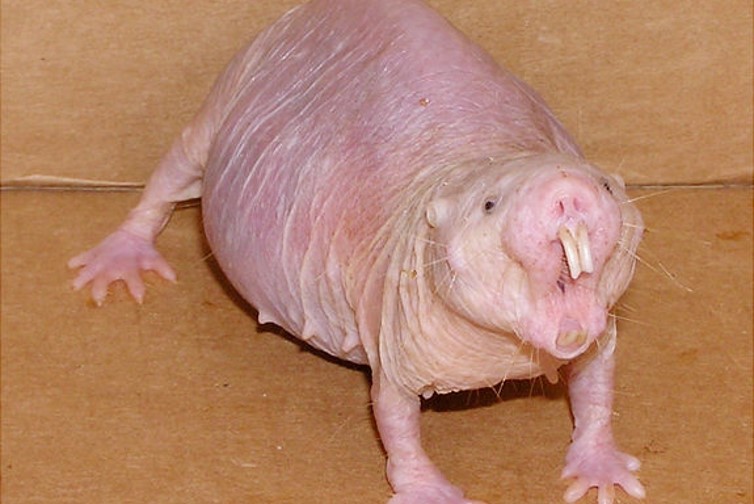 Mole rat defies natural selection