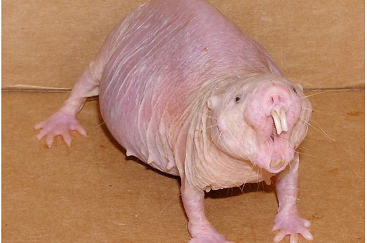 Naked mole rats: a model for aging and cancer research