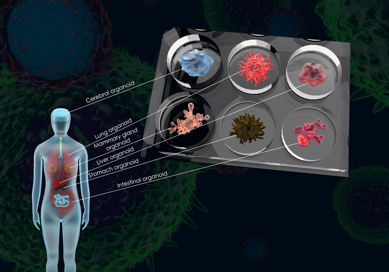 Comparing BME vs PeptiGel hydrogels