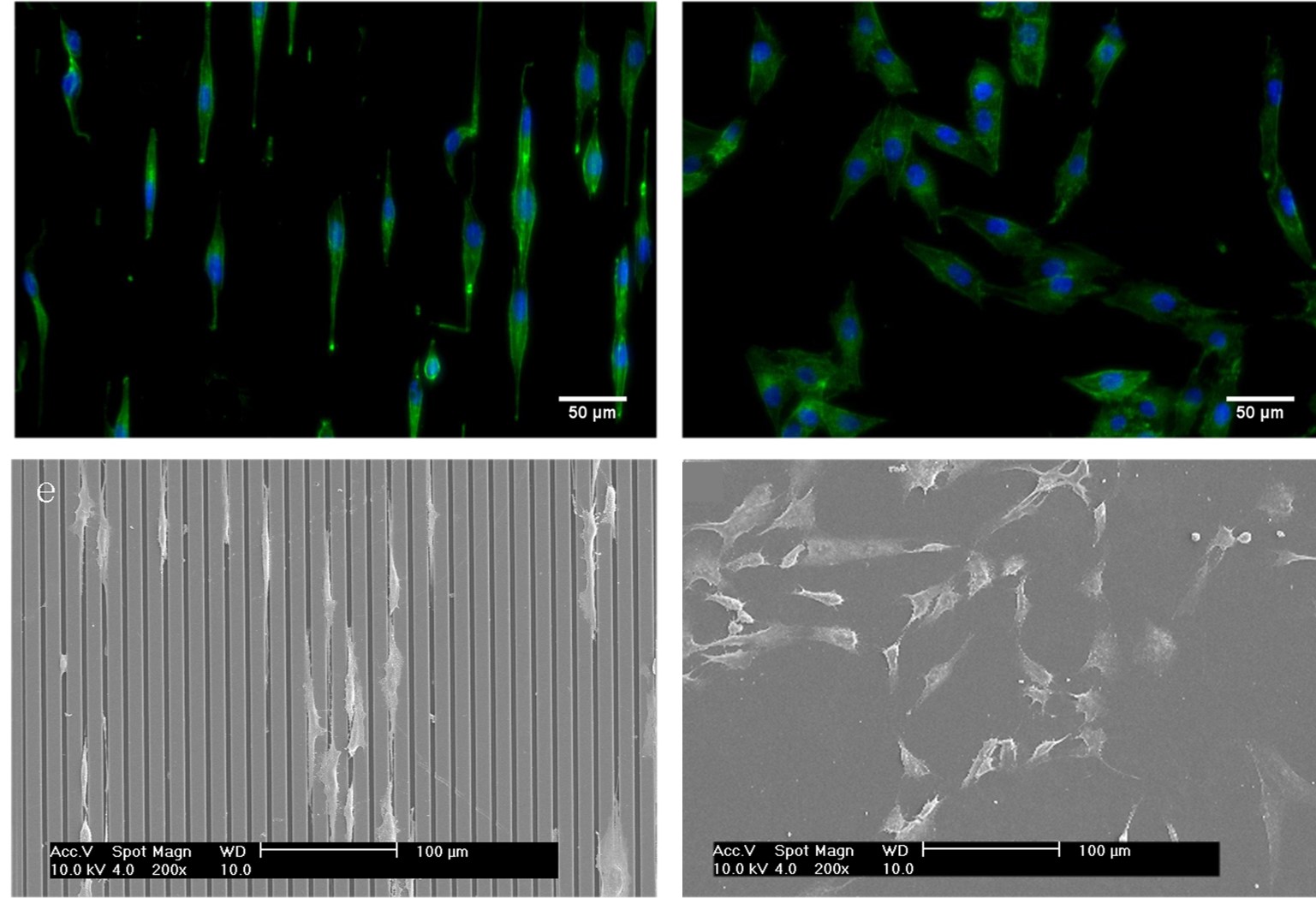 Cell guidance systems: Topotaxis