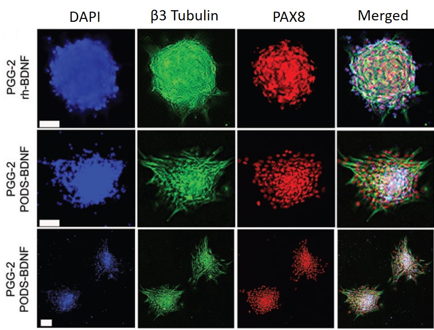 Vestibular neuron breakthrough enabled by PeptiGel and PODS