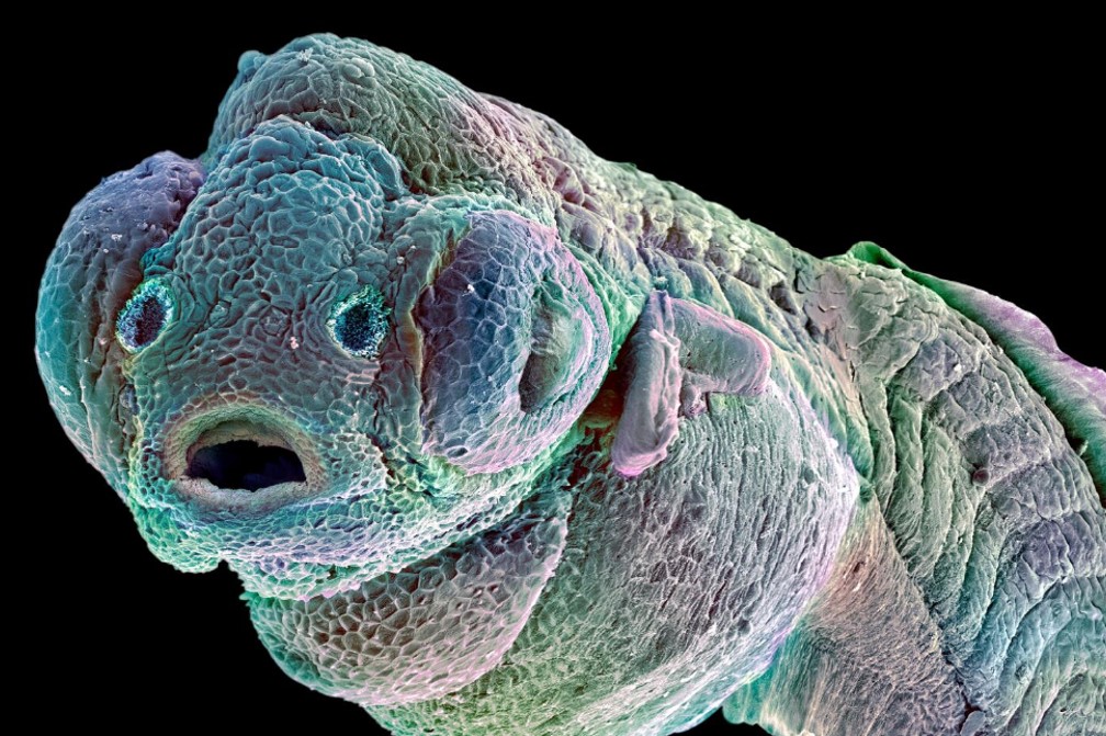 Zebrafish embryo surprised by morphogen cluster synergy