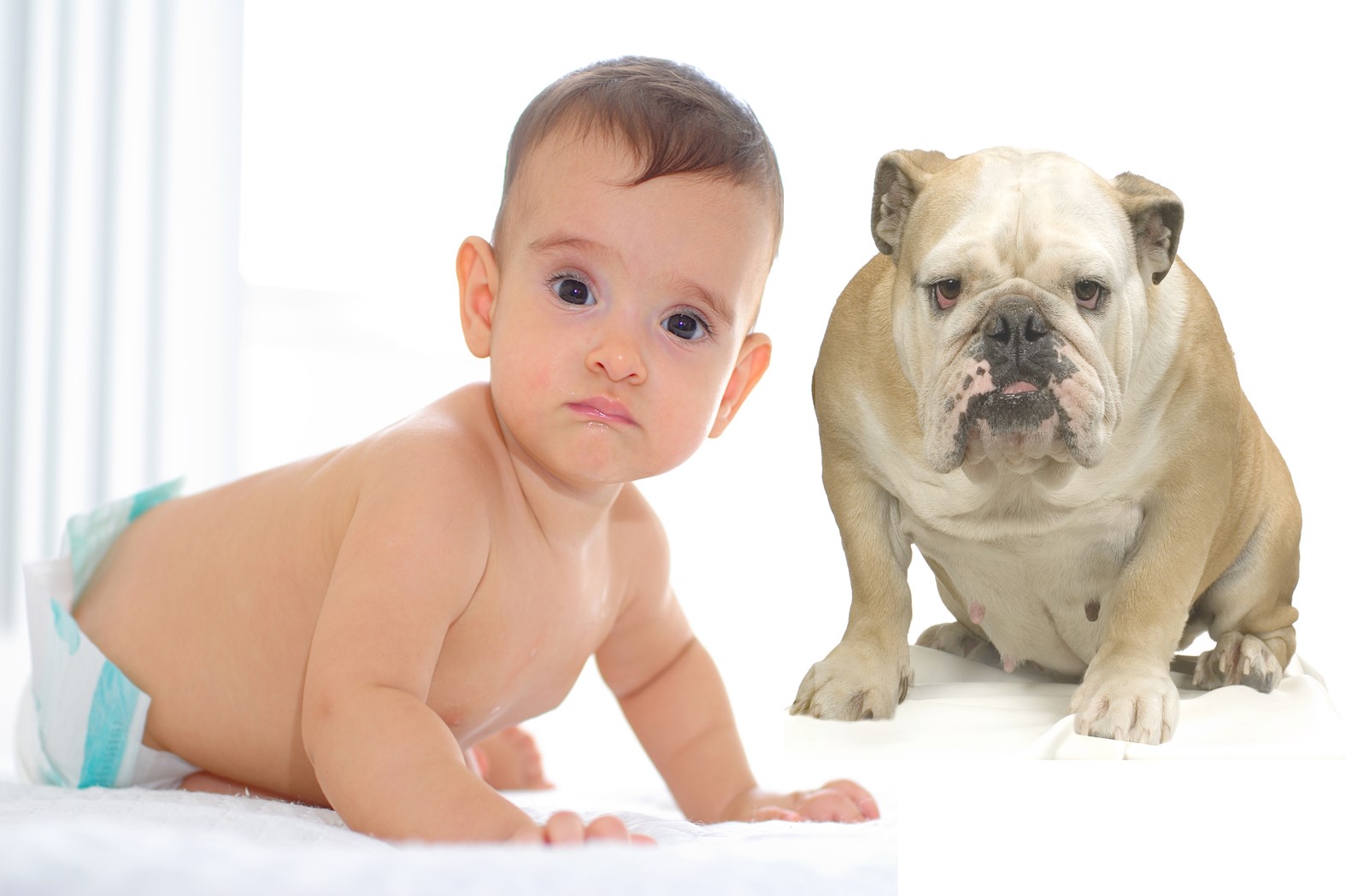 English Bulldogs help develop in utero MSC patch to treat spina bifida