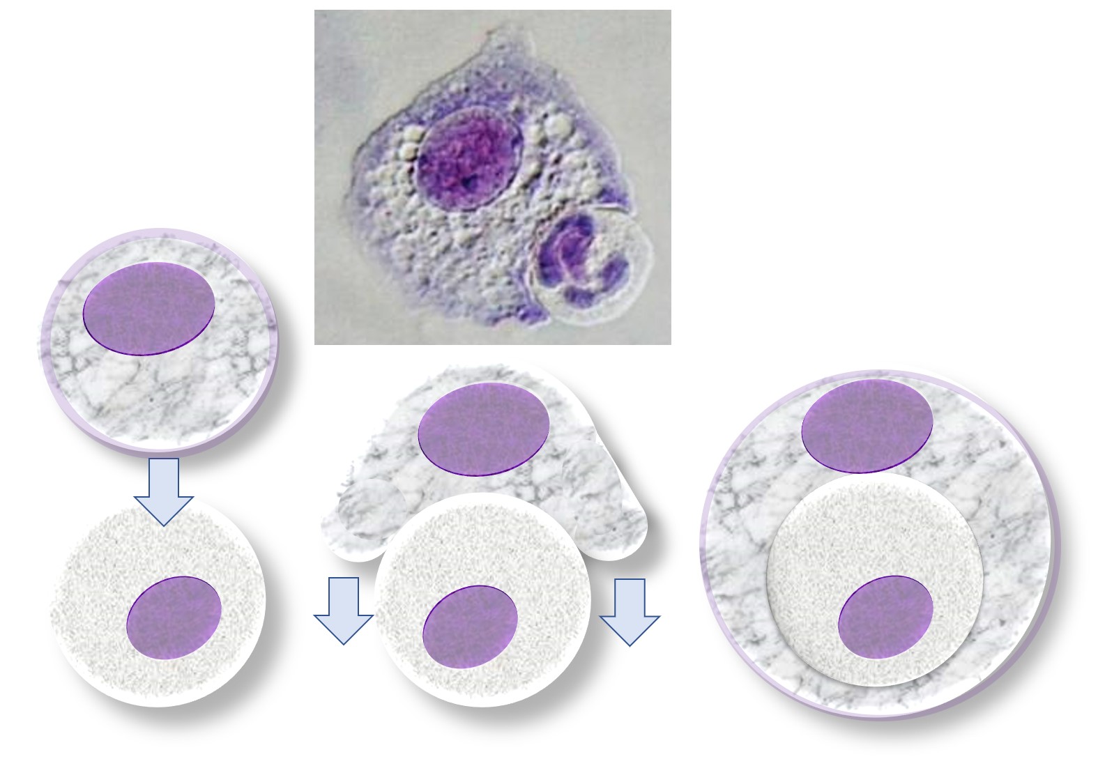 Cell cannibalism