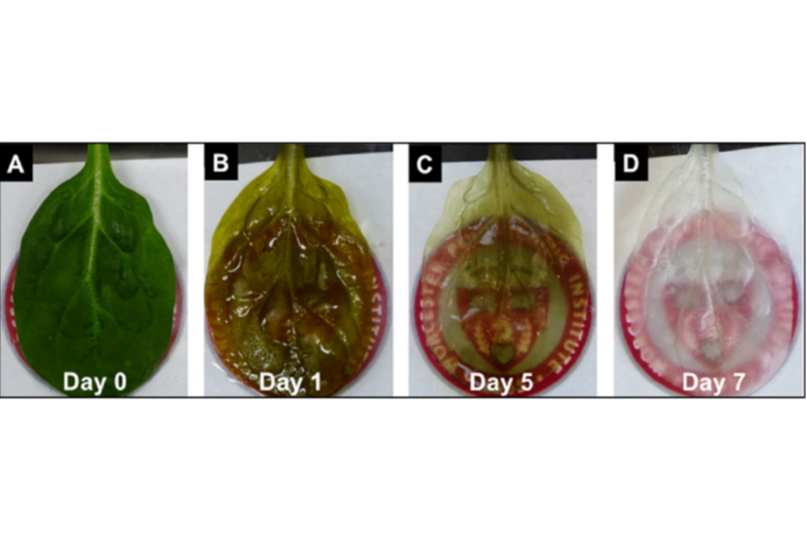 Green fingers: Plant scaffolds for body parts