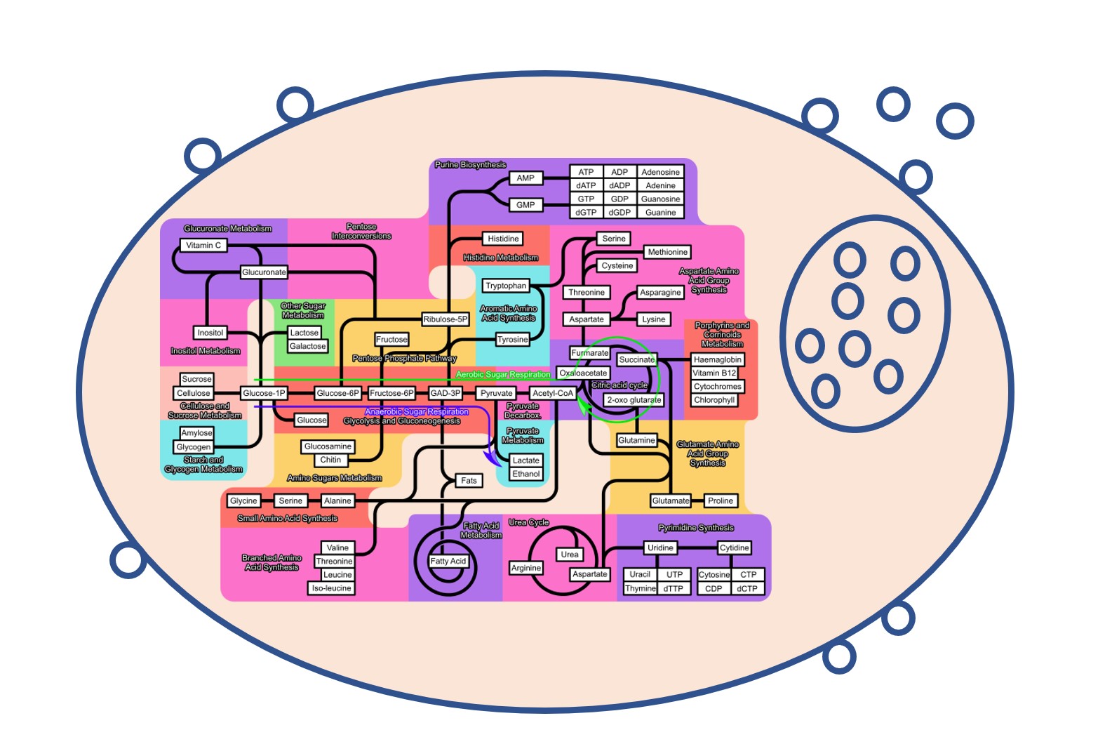 Exosomes and metabolism: a target for therapy?