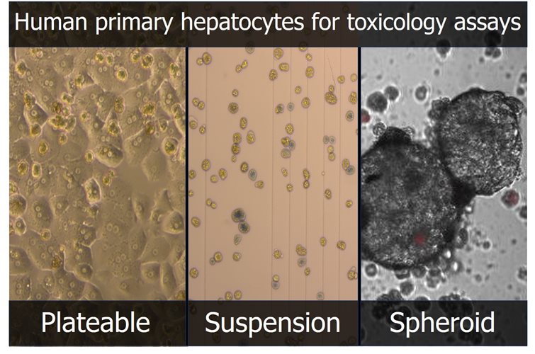 Screening slowly metabolized compounds with hepatocyte spheroids