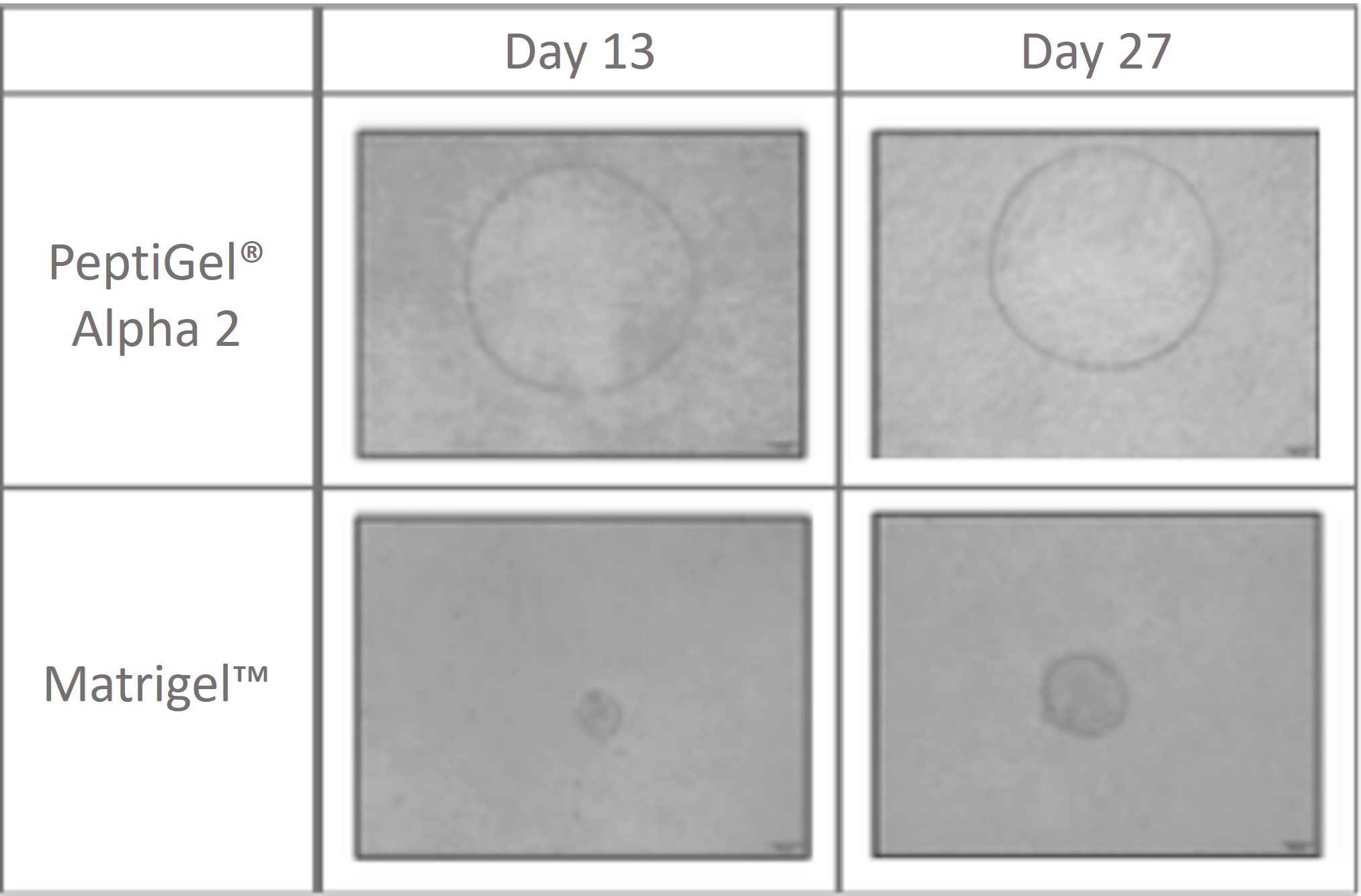 PeptiGel Alpha 2 vs. Matrigel