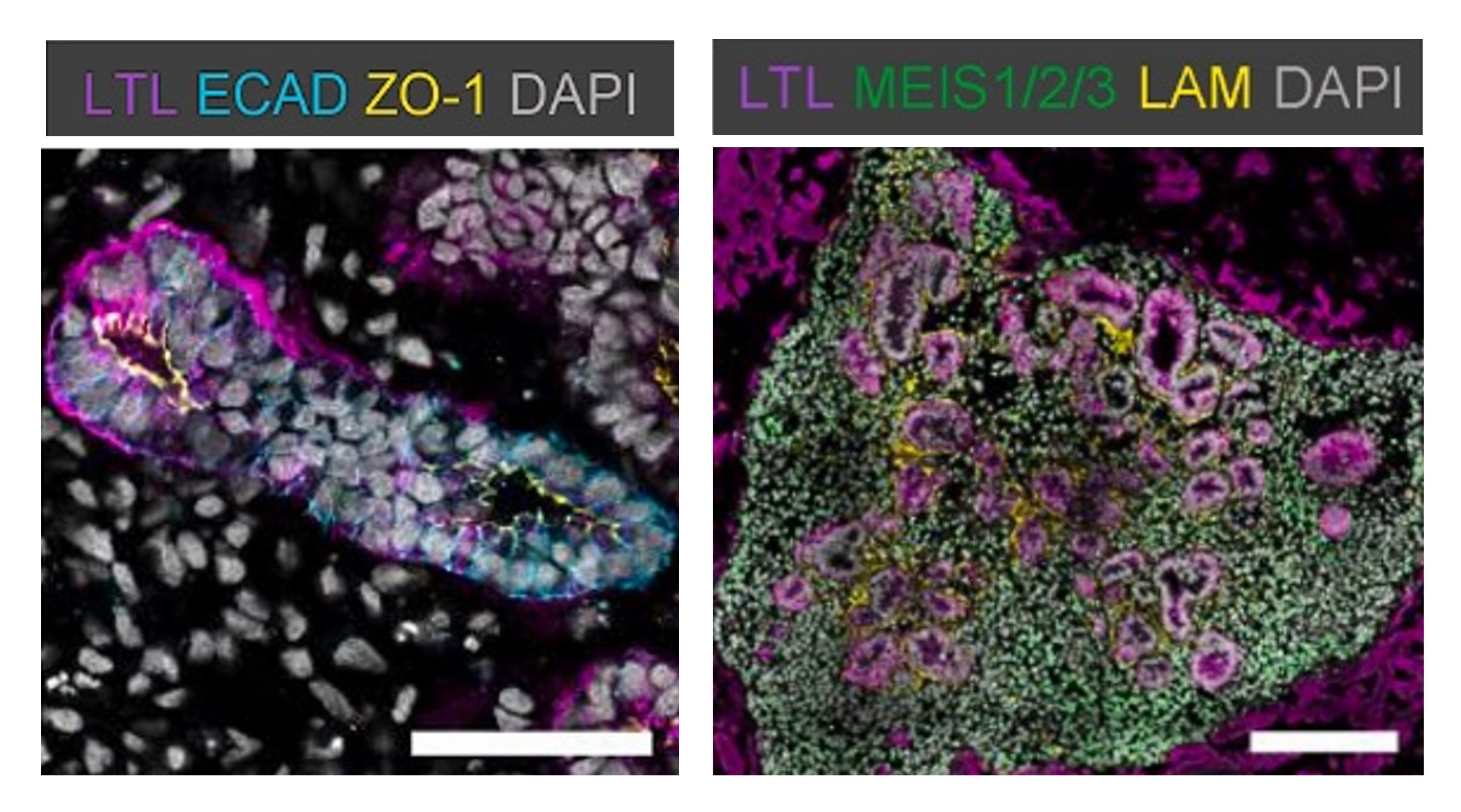 PeptiGel Alpha 4 Kidney Organoid