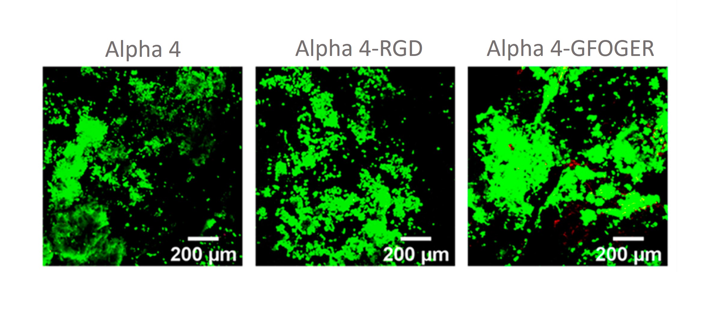 PeptiGel Alpha 4 Ovarian Cancer Model