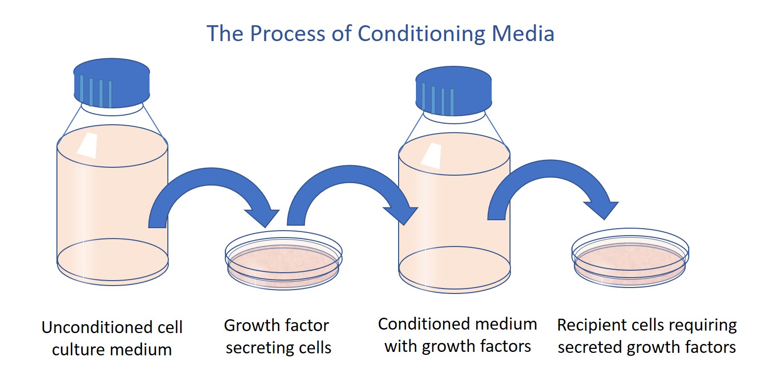 Conditioning cell culture media