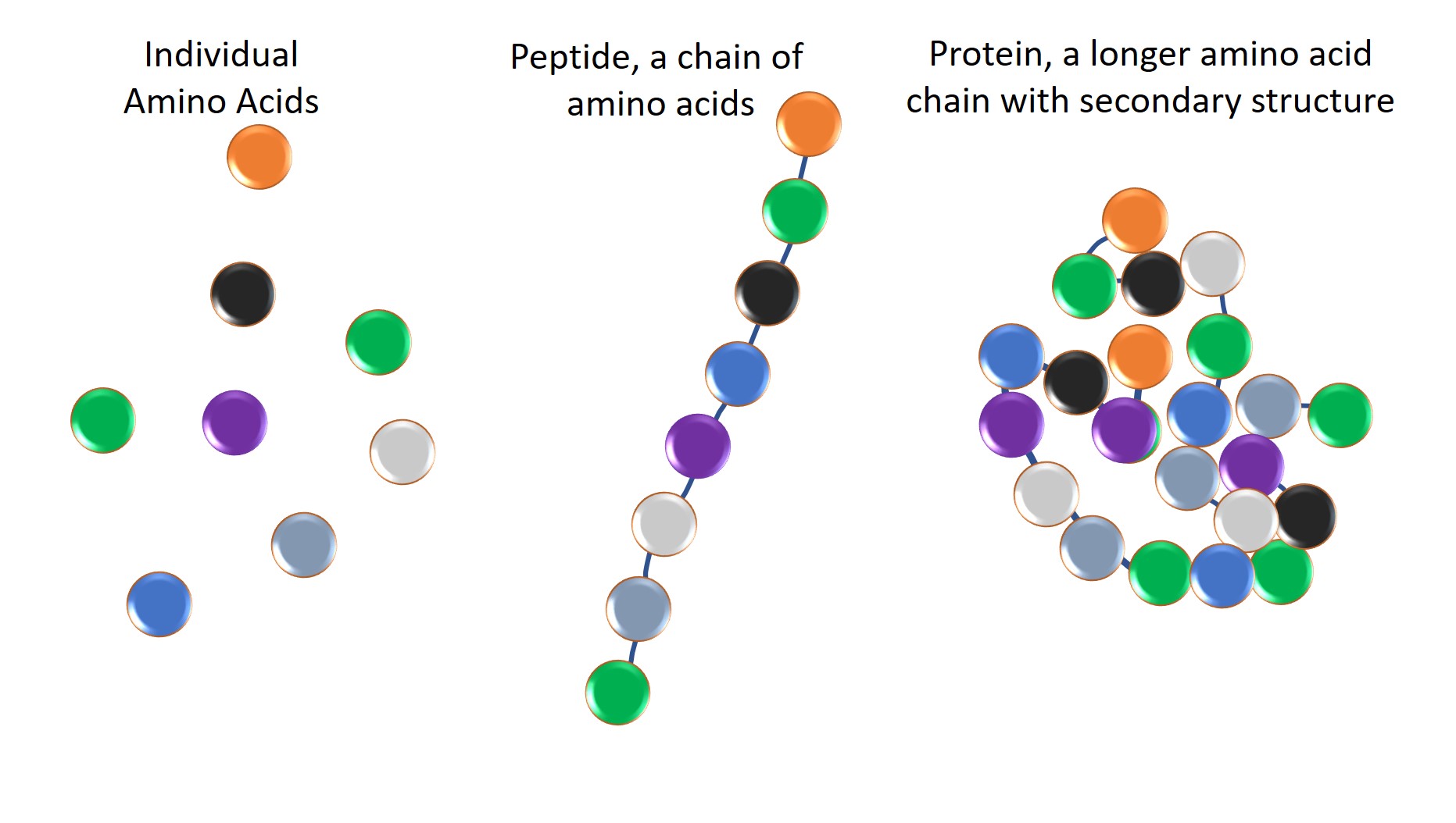 Deciphering the Dichotomy - Peptides vs Proteins