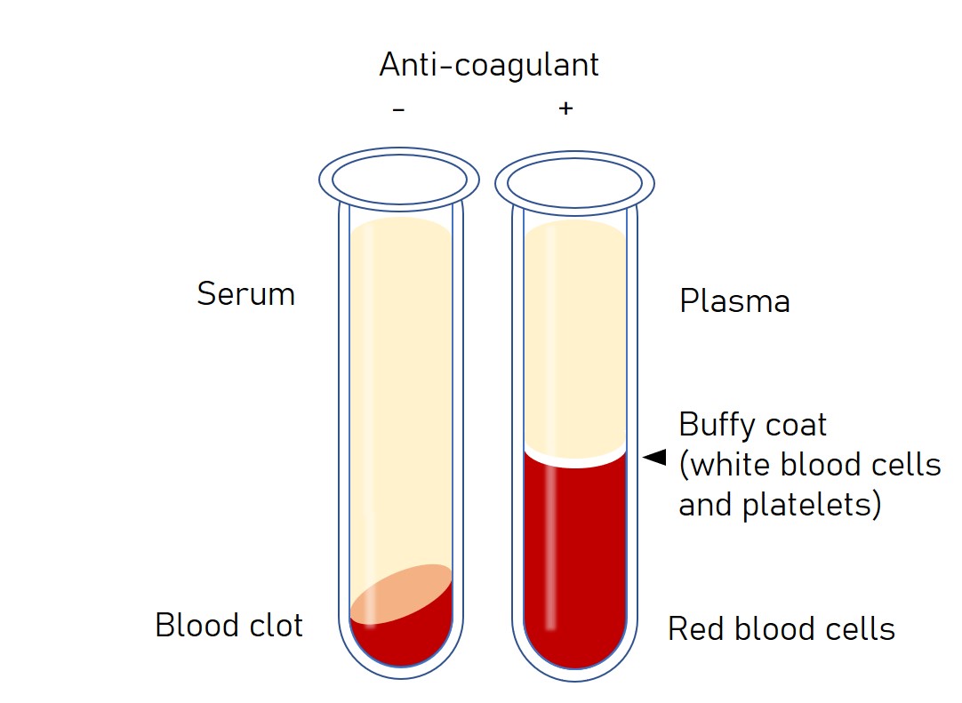 serum vs plasma