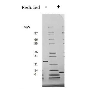 Recombinant Human TGF-beta 1 Protein 240-B-002: R&D Systems